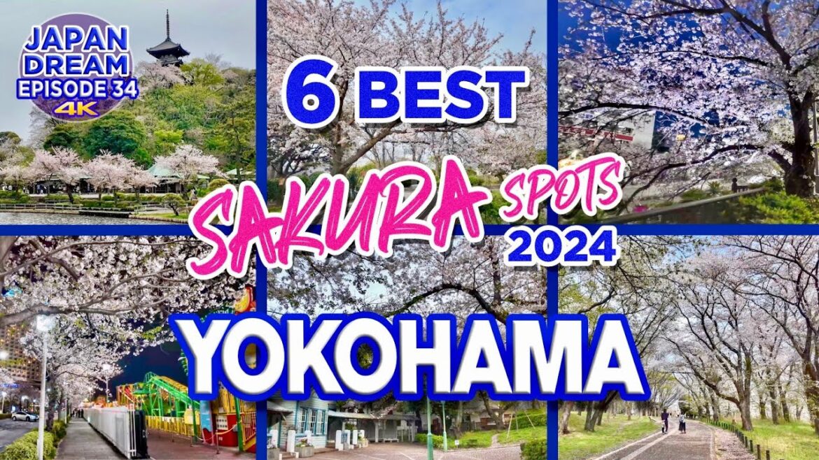 YOKOHAMA SAKURA meets OSMO POCKET 3🌸