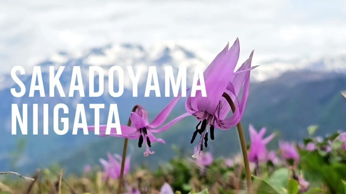 Spring in Japan • Hiking • Sakadoyama • Niigata • April 2024