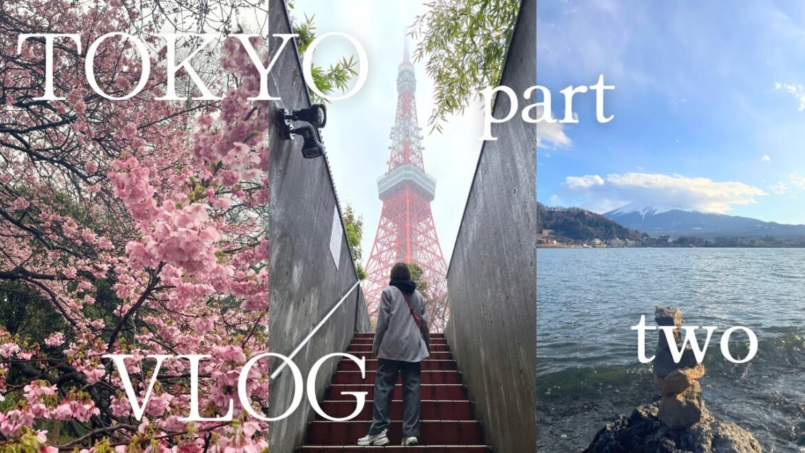 tokyo vlog 2024 pt 2: mt fuji, lake kawaguchiko, shibuya sky, wagyu, tokyo tower, cherry blossoms!