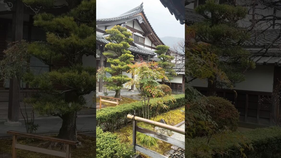 One trip to Japan is never enough!🇯🇵 #japan #japantravel #tokyo #travel  #japanfood