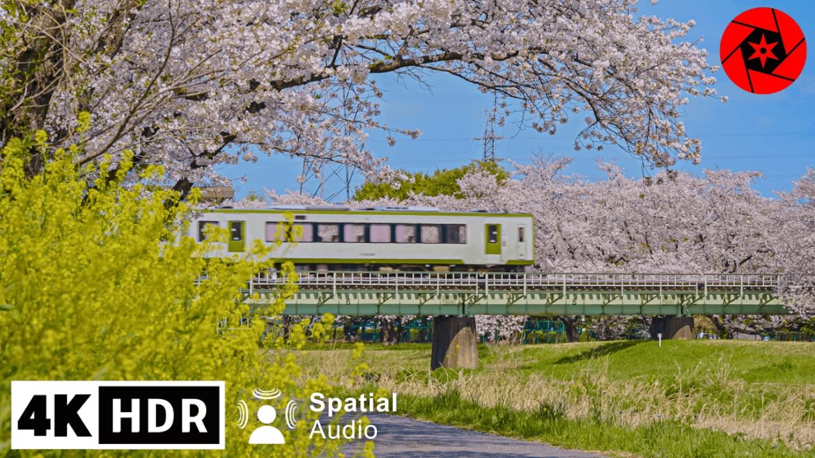 River of 1000 Cherry Blossoms - Saitama, Japan - 4K HDR Spatial Audio