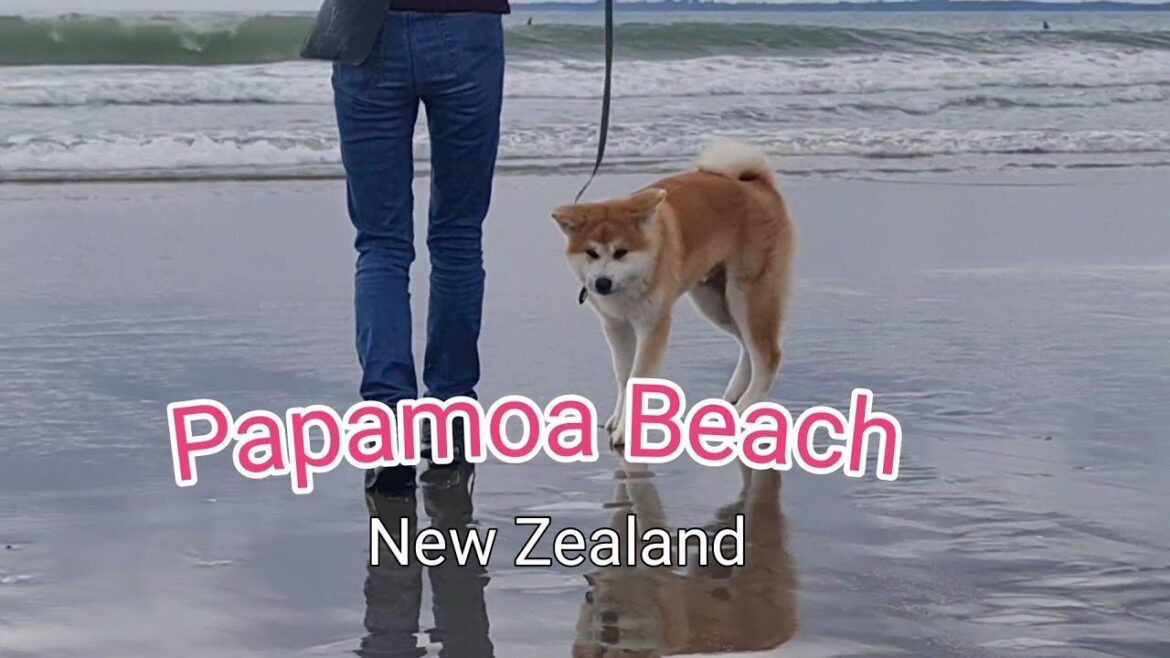 Paws and Papamoa: A Day at the Beach with our Japanese Akita