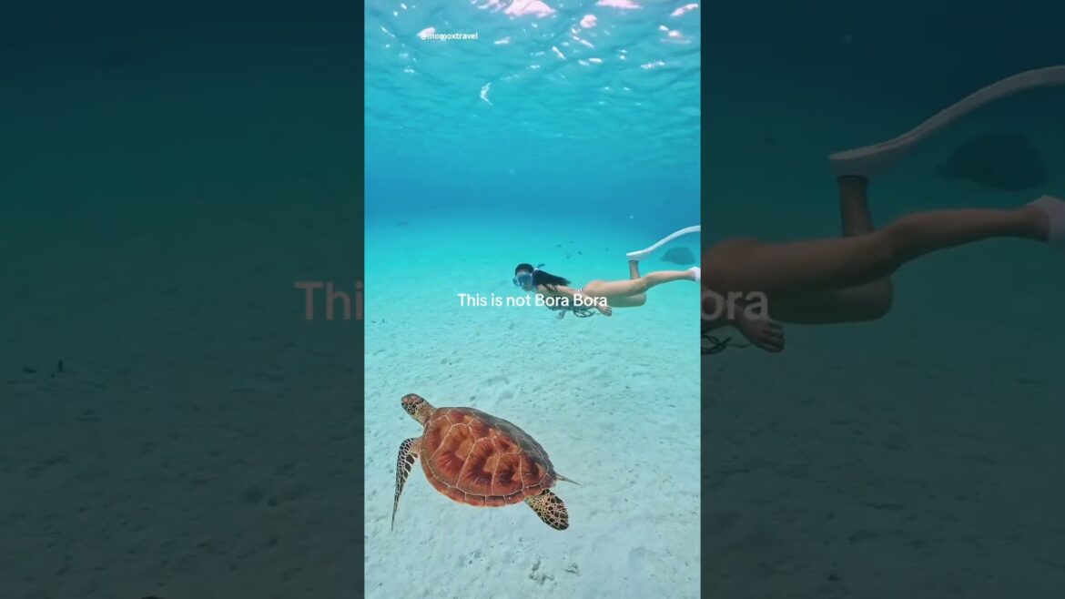 📍Zamami Island, Okinawa, Japan #marinelife #traveltiktok #japan #okinawa #travelwithtrainpal #vuka