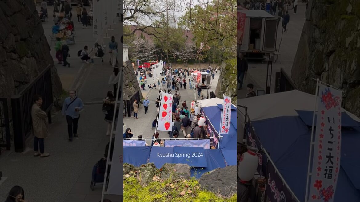 Kyushu Spring 2024 #japan #kyushu #yufuin #beppu #rexhotelbeppu #kokura #kokuracastle #cherryblossom