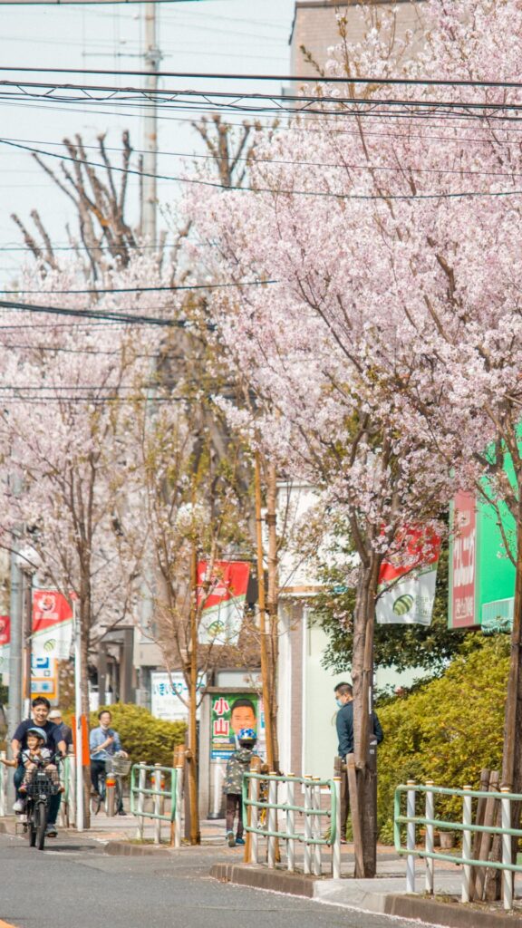 Some sakura shots