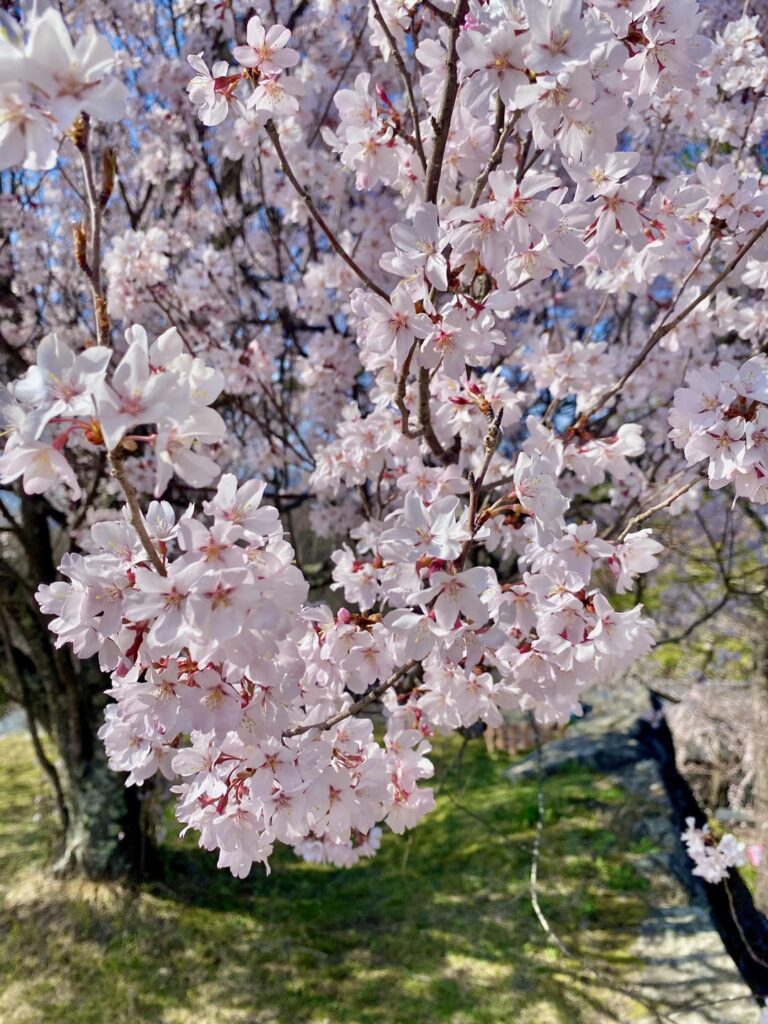 Sakura - Komoro-jo Castle Ruins - Kaikoen Park