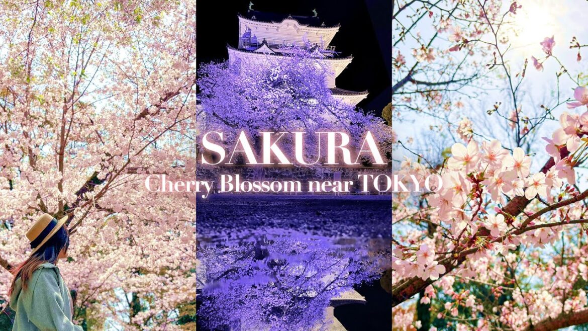 Sakura vlog 2024: Finally! 🌸 Japan cherry blossoms full bloom! Shizuoka & Kanagawa, Odawara Castle! Sakura vlog 2024: Finally! 🌸 Japan cherry blossoms full bloom! Shizuoka & Kanagawa, Odawara Castle!