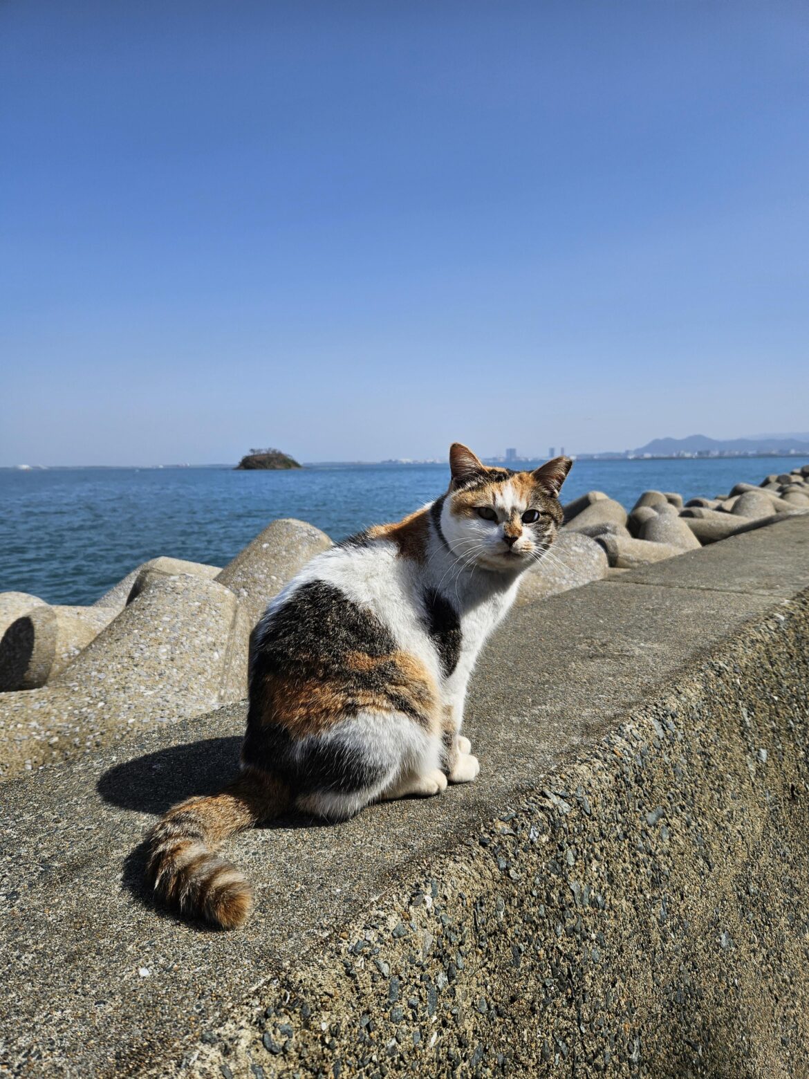 Fukuoka kitty