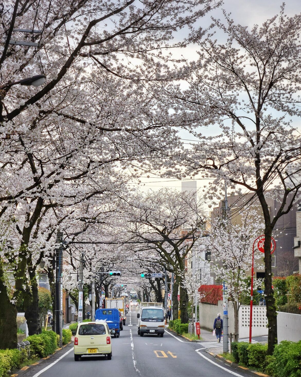 Oizumi Gakuen's Sakura