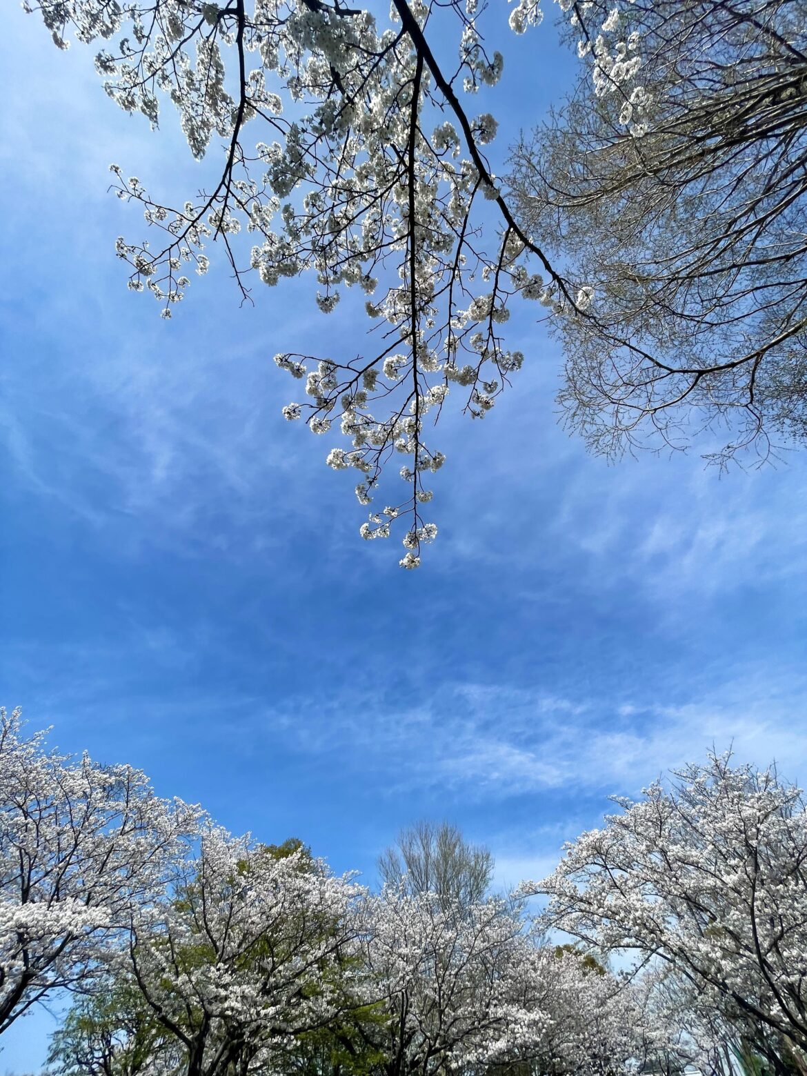 Sakura and blue sky.