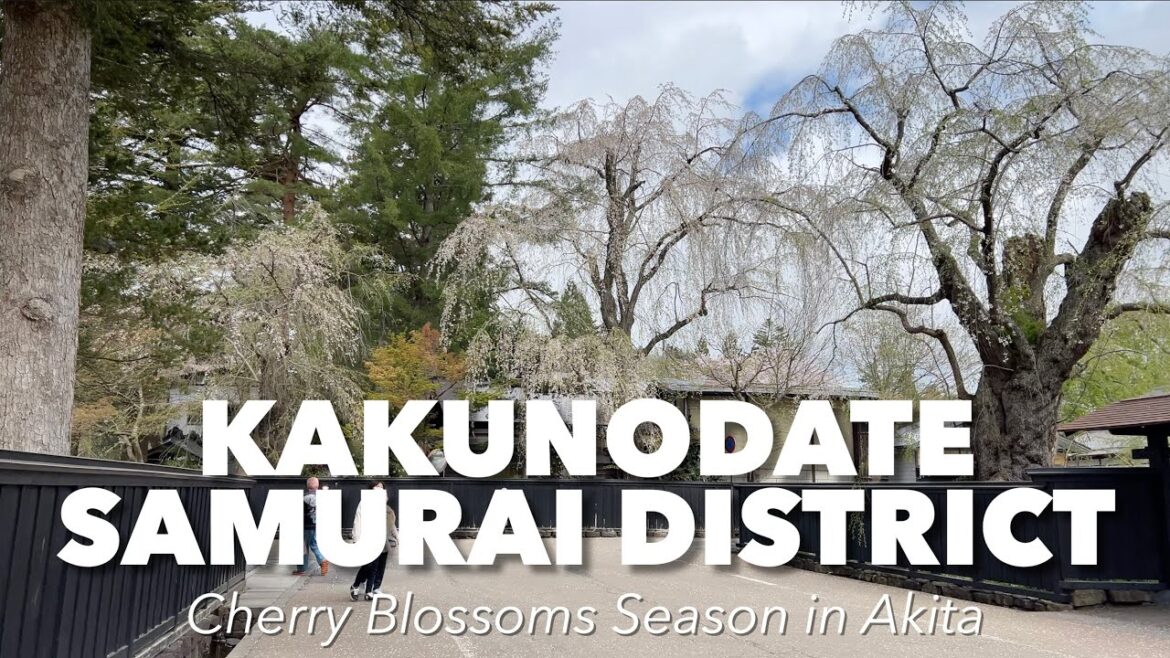 Things to do in Kakunodate Akita Japan - Samurai District Cherry Blossoms Festival