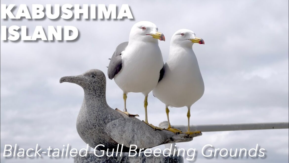 Seagulls took control of this island temple in Aomori Japan