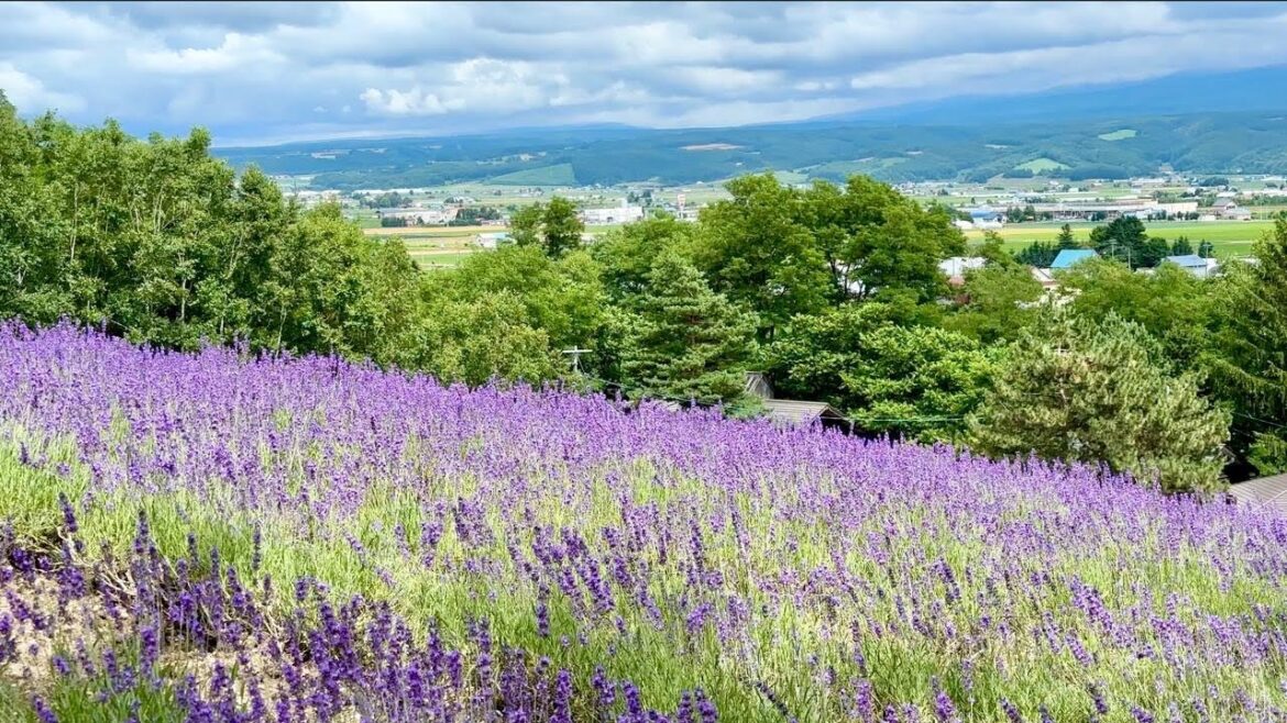 Lavender fields of Hokkaido : Summer flower fields - Farm Tomita, Shikisai no Oka