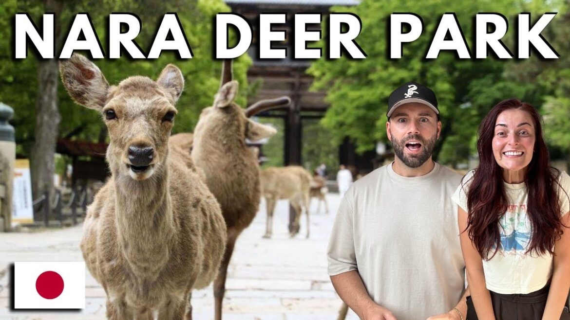 This is the BEST thing to do in Japan 🇯🇵