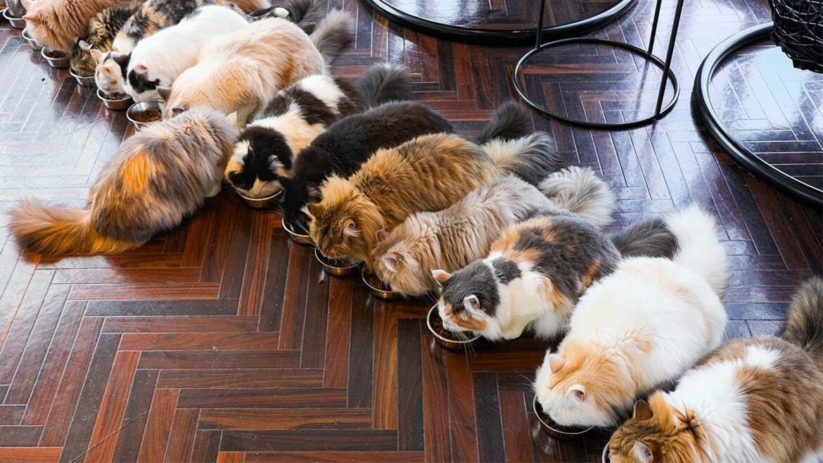 A Day Spent at a Cat Cafe in Tokyo, Japan🐱💓 | Cat Cafe MOCHA Shibuya Center-gai Store A Day Spent at a Cat Cafe in Tokyo, Japan🐱💓 | Cat Cafe MOCHA Shibuya Center-gai Store