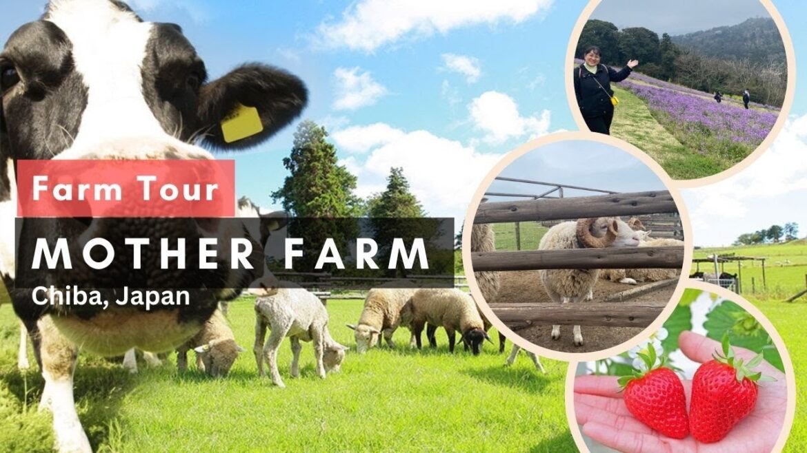 Mother Farm Chiba Japan|Japan Travel Guide Mother Farm Chiba Japan|Japan Travel Guide
