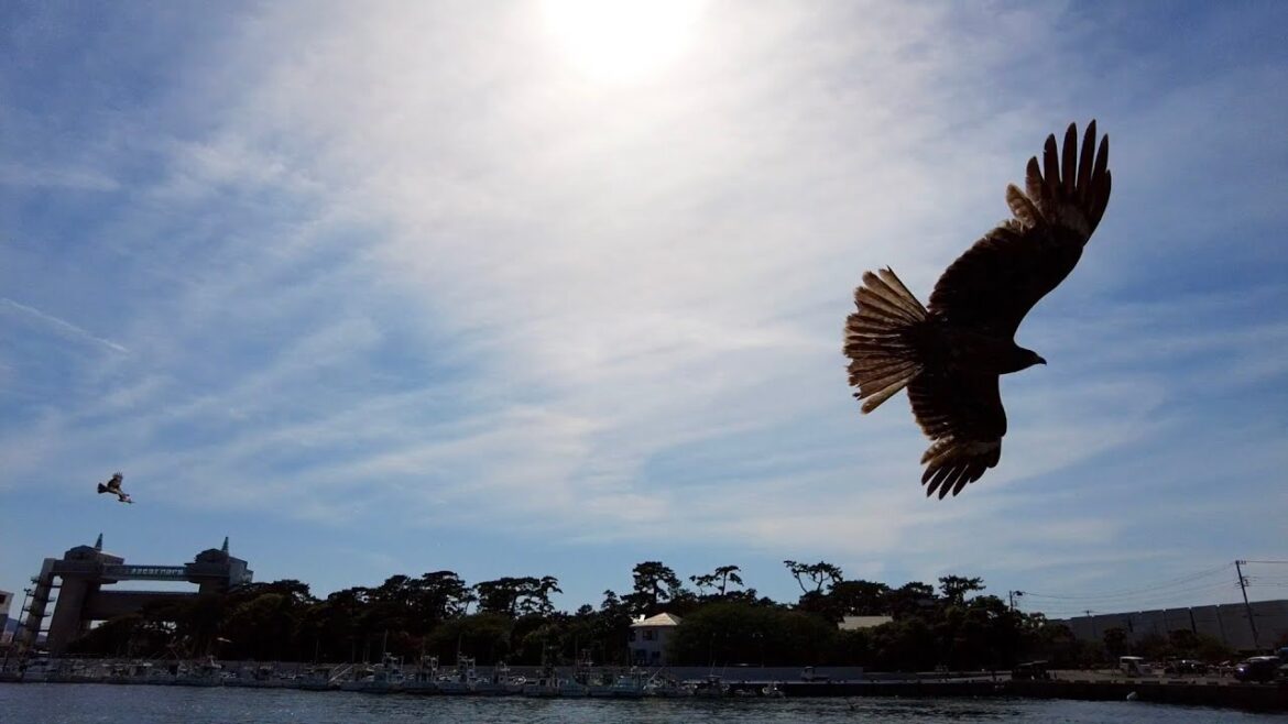 Numazu Port, Shinsenkan Shopping Mall, Maruni Tea Industry, Green Tea Float, Cruise, Kites, Shizuoka