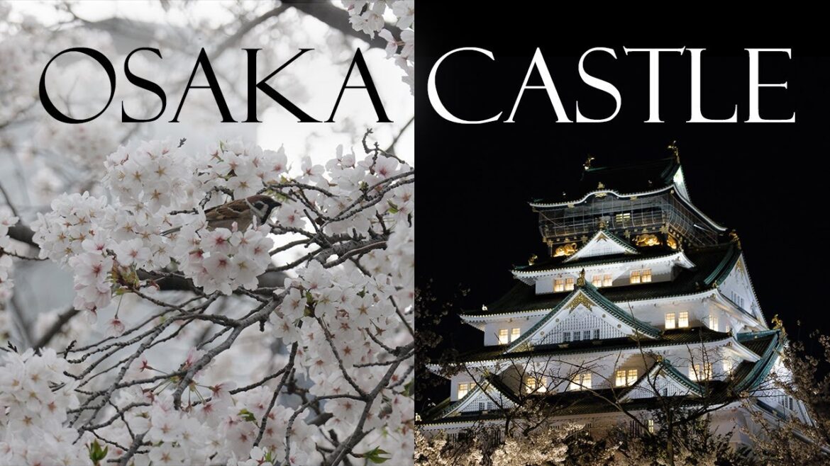 The Japans Travel Vlogs 2024 /EP02 - Osaka Castle & Cherry Blossom Bonanza!