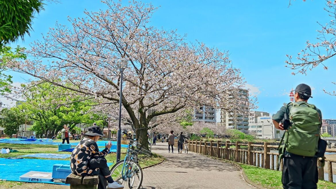 Exploring Kagoshima City’s Cherry Blossom Scene and Painting it! Kagoshima, Japan. Watercolor. 鹿児島花見 Exploring Kagoshima City's Cherry Blossom Scene and Painting it! Kagoshima, Japan. Watercolor. 鹿児島花見