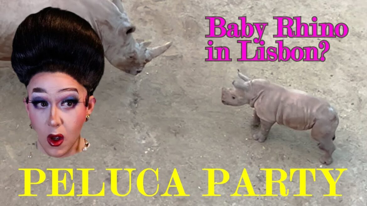 What's a Baby Rhino Doing in Lisbon?