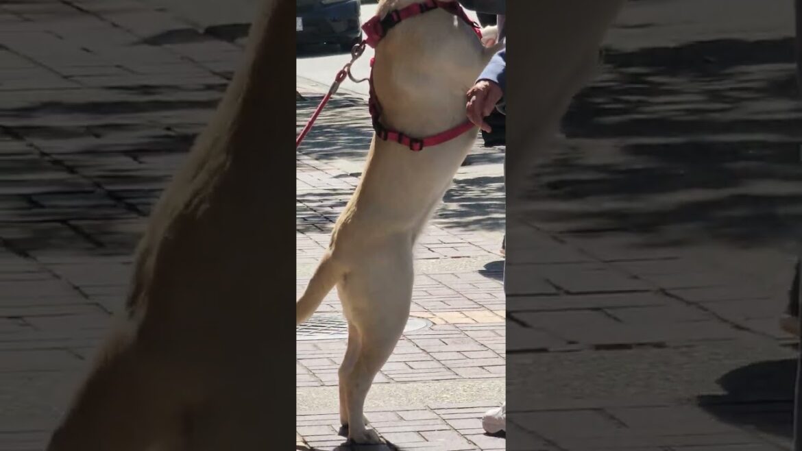 akita is showing off