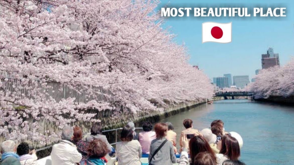 4 Amazing Destinations in Japan | Meguro River, Nara, Tokyo, Osaka | Travel to Asia 2024