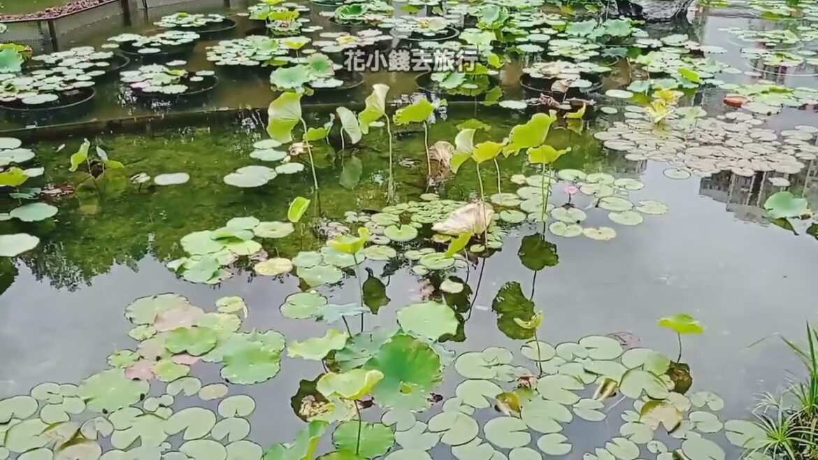 Beautiful Garden Pond  #nature #rural #landscape