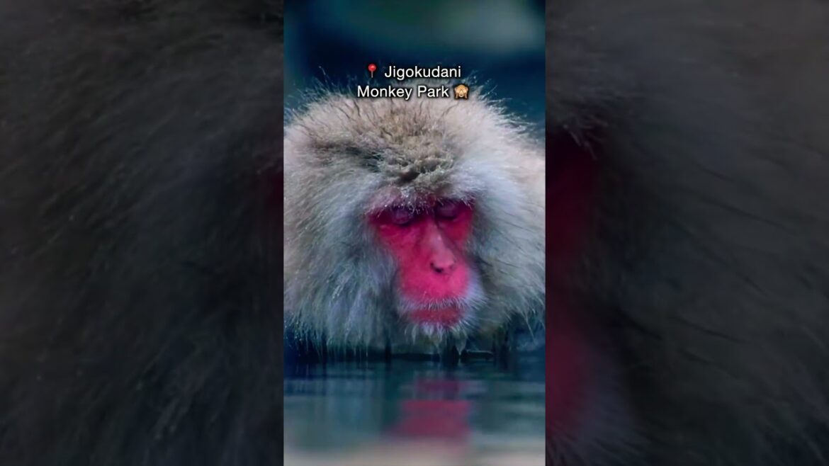 3 Hidden gems of Japan YOU should know 🇯🇵 #shorts