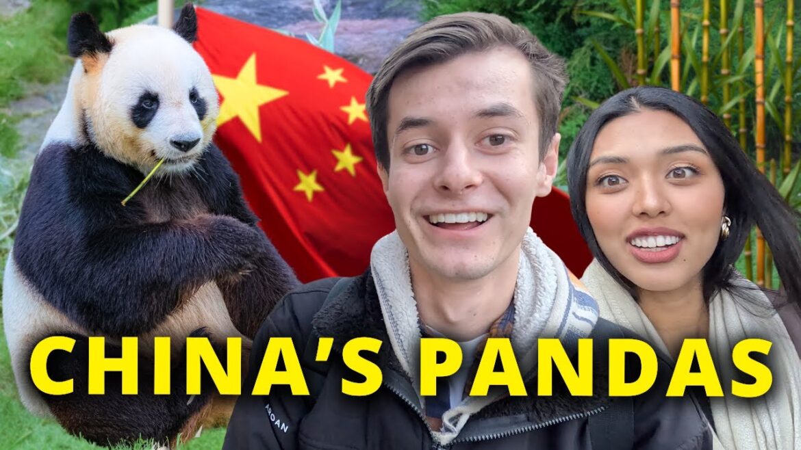 French Missionary Discovered China’s Pandas?! 🇨🇳 (Let’s Find out) French Missionary Discovered China's Pandas?! 🇨🇳 (Let's Find out)
