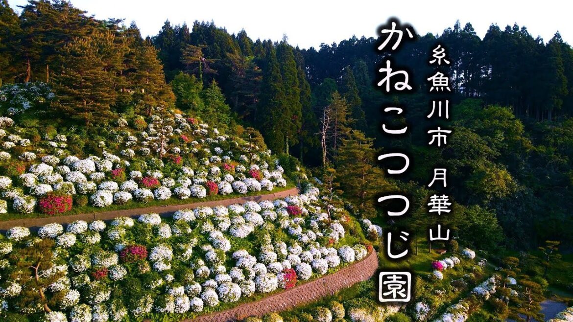 Kaneko Azalea Garden at twilight, Mt. Gekka, Itoigawa City, Niigata Prefecture. Kaneko Azalea Garden at twilight, Mt. Gekka, Itoigawa City, Niigata Prefecture.