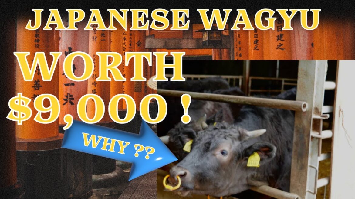 A Slice of Japan’s HIDDEN EXPENSIVE Gem! Olive Wagyu A Slice of Japan's HIDDEN EXPENSIVE Gem! Olive Wagyu