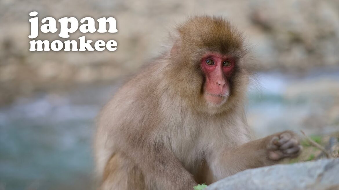 the snow monkeys of nagano japan (in japan!)