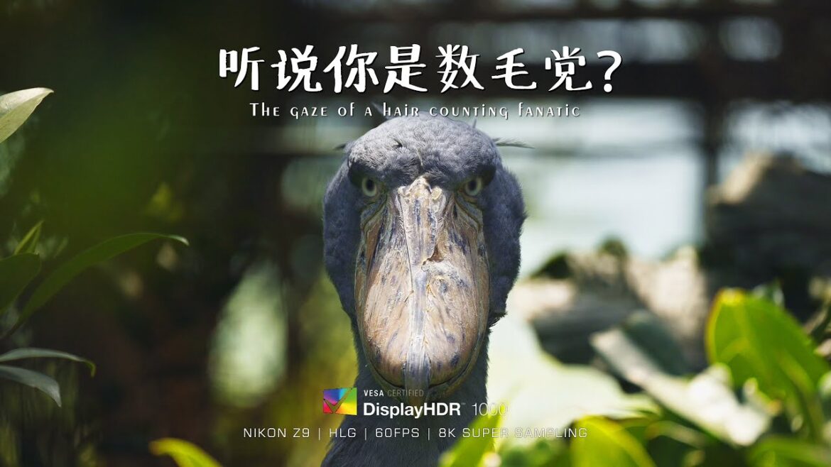 【4K HDR】Hair counting fanatic?  | 听说你是数毛党? | 60FPS – HLG – 8K SSAA 【4K HDR】Hair counting fanatic?  | 听说你是数毛党? | 60FPS - HLG - 8K SSAA