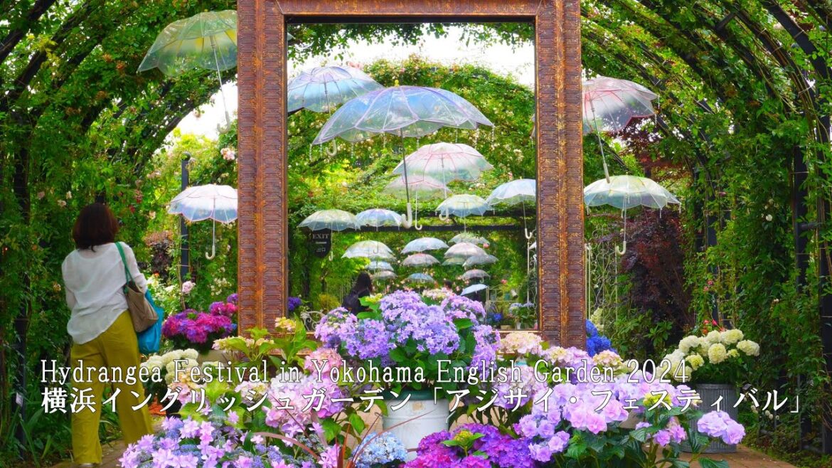Competing hydrangeas and roses in the Yokohama English Garden! Competing hydrangeas and roses in the Yokohama English Garden!