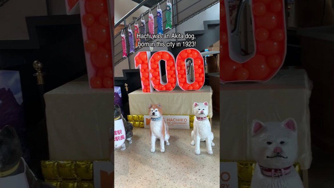 Akita Dog in Odate  #japantravels #japan