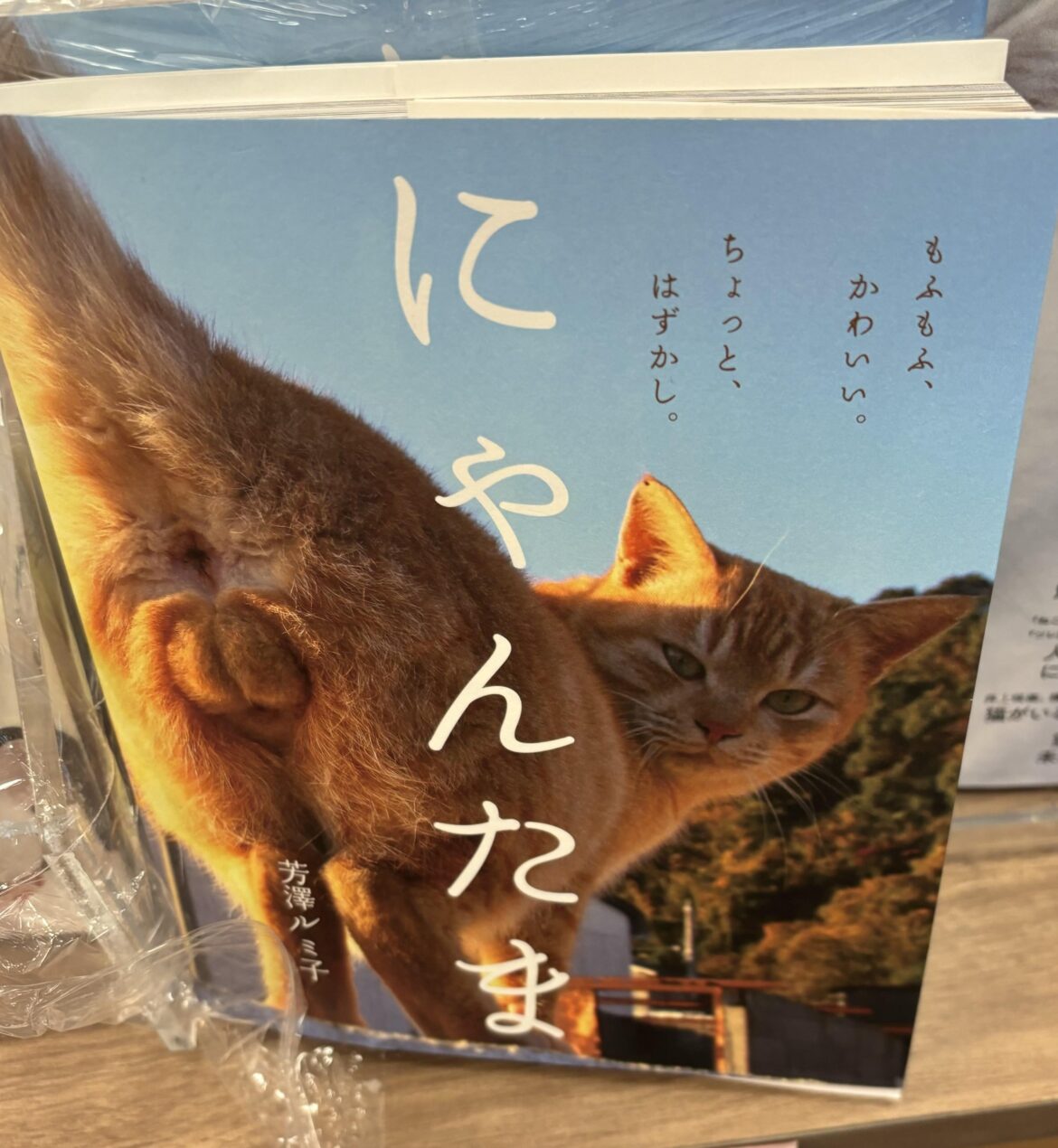 Nutty Kitty @ Kinokuniya