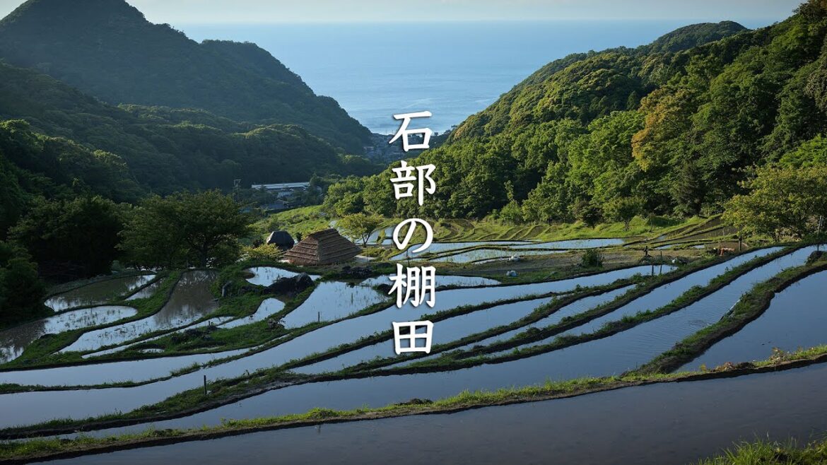 Ishibu Rice Terraces – Shizuoka – 石部の棚田 – 8K Ishibu Rice Terraces - Shizuoka - 石部の棚田 - 8K