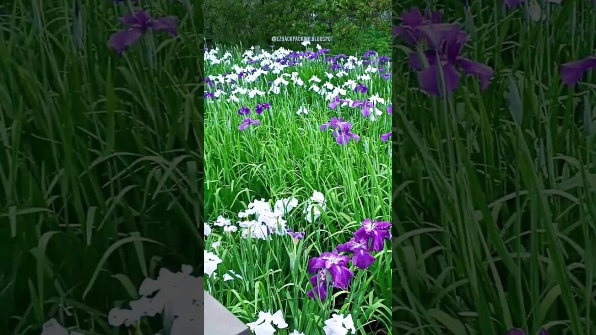 Fukuoka Vacation Travel Guide🪻Iris Flowers Garden #travel #shorts #japan #walking