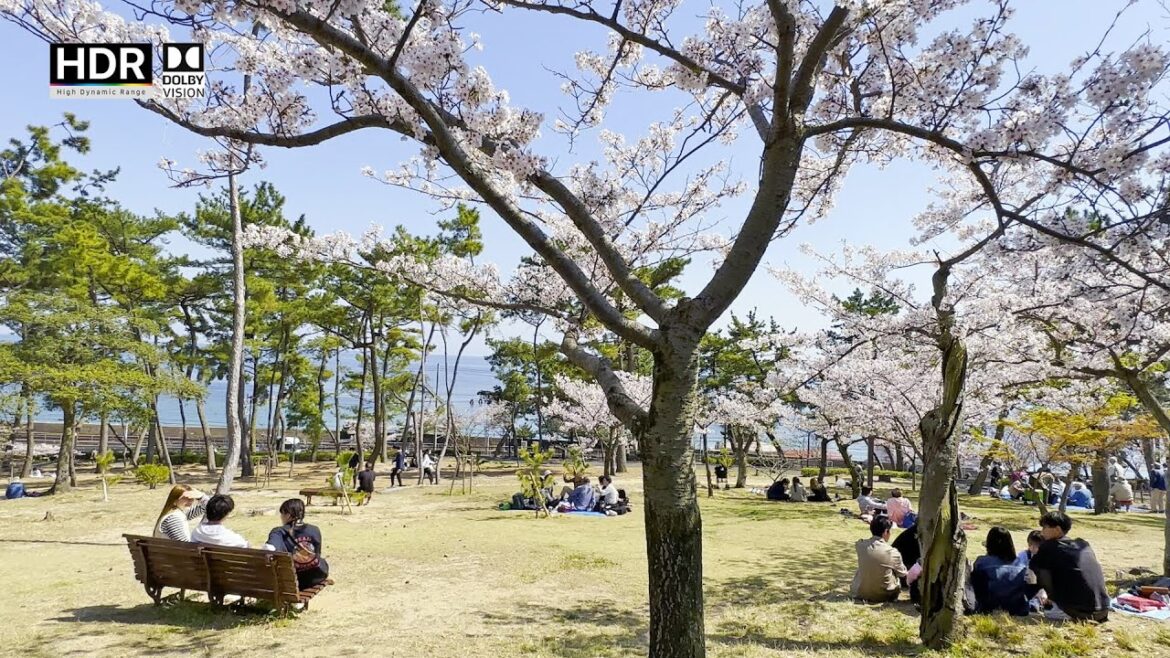 JAPAN TRAVEL | Cherry blossoms by the sea at Sumaura Park, KOBE