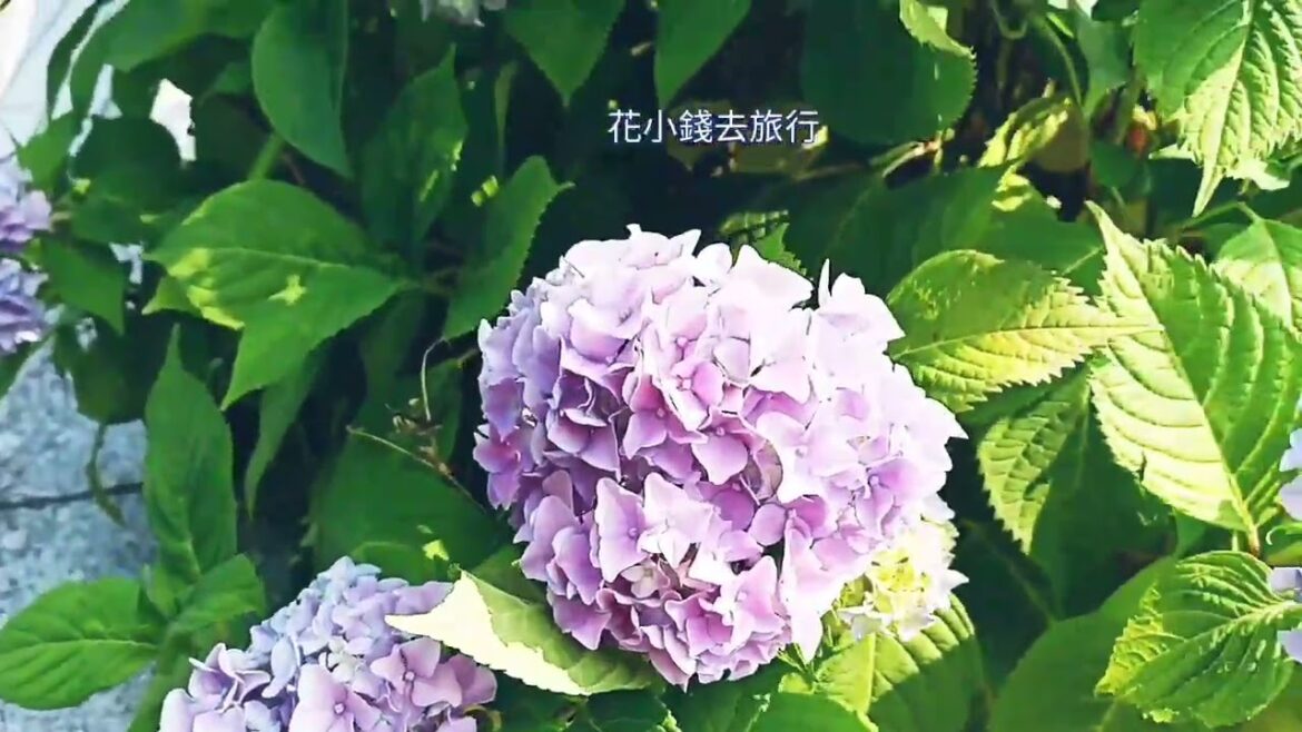 FUKUOKA Japan Walk 2024🌞Walking Tour👣Hydrangea ●Lily ●Lotus Garden●Fukuoka Castle May 2024 @花小錢去旅行 FUKUOKA Japan Walk 2024🌞Walking Tour👣Hydrangea ●Lily ●Lotus Garden●Fukuoka Castle May 2024 @花小錢去旅行
