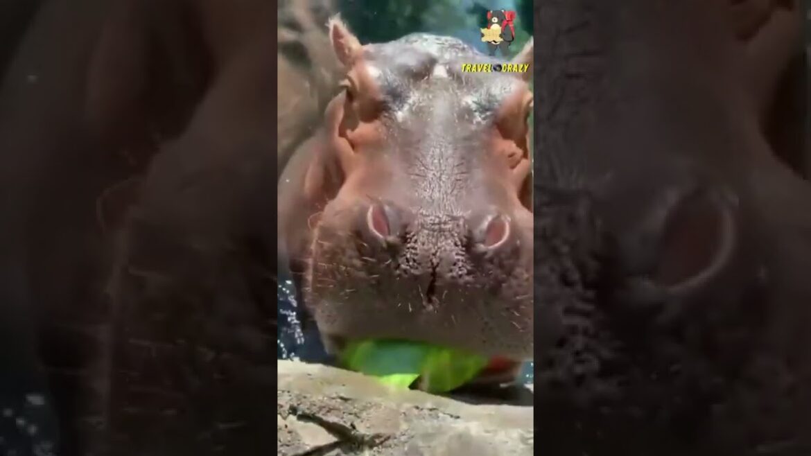 Travel - japan alps adventure! solo travel vlog nagano to toyama || tateyama-kurobe alpin route