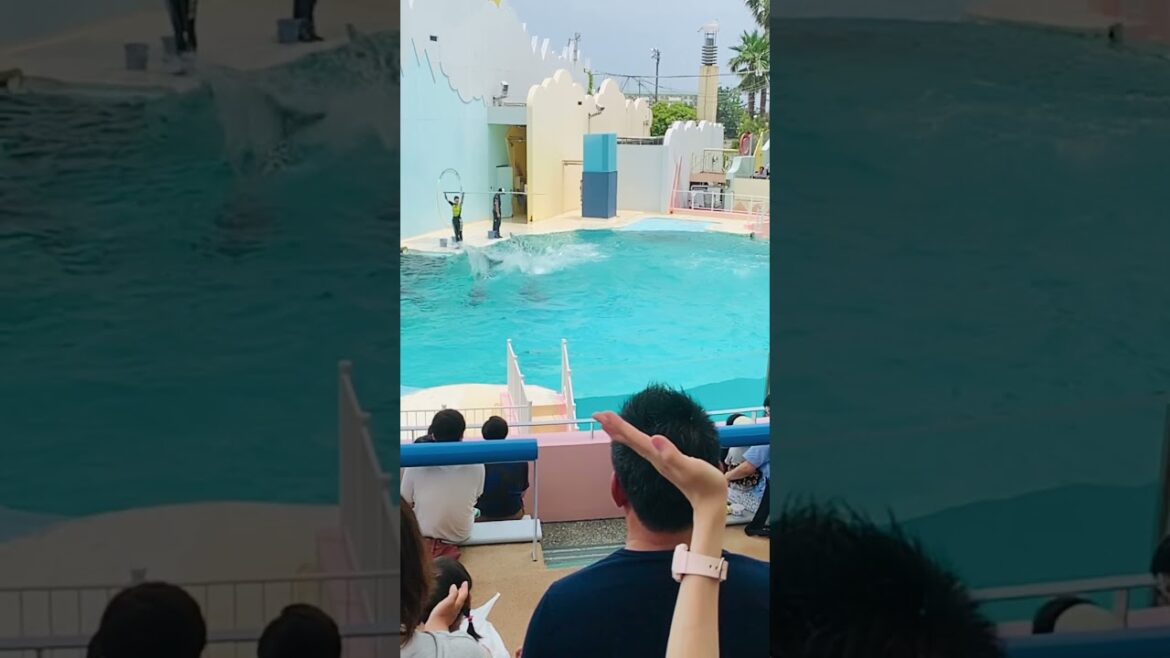 Dolphin show in Japan Kobe #shorts #japantravel