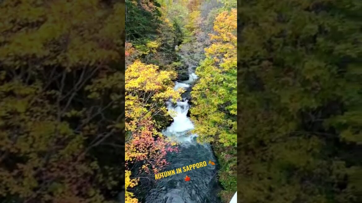 Autumn in Sapporo,Japan !   what a wonderful feeling...🍁🍂#japan #sapporo #travel #Autumn  #shorts