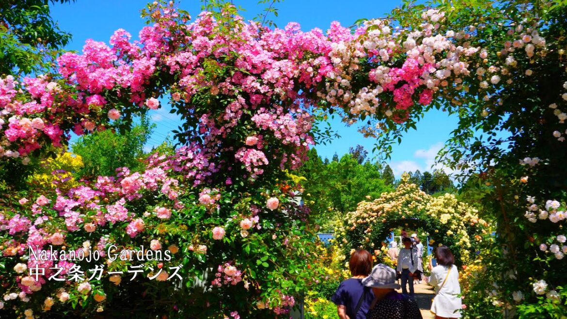 One shot of the most beautiful rose garden in Nakanojo Gardens! One shot of the most beautiful rose garden in Nakanojo Gardens!