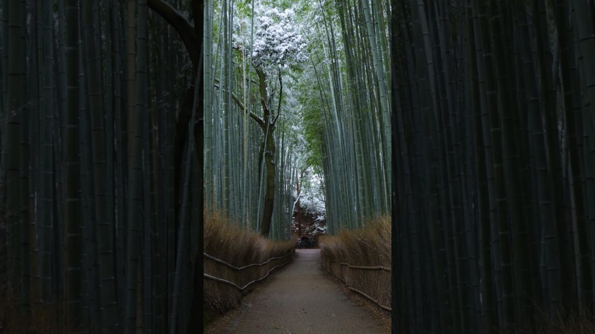 When You Visit Japan in Winter❄️ 🇯🇵 When You Visit Japan in Winter❄️ 🇯🇵