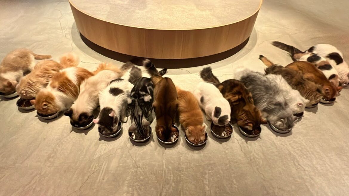 Visiting Japan’s Lovely CAT CAFE in Kobe (MOCHA) 2024 Visiting Japan's Lovely CAT CAFE in Kobe (MOCHA) 2024