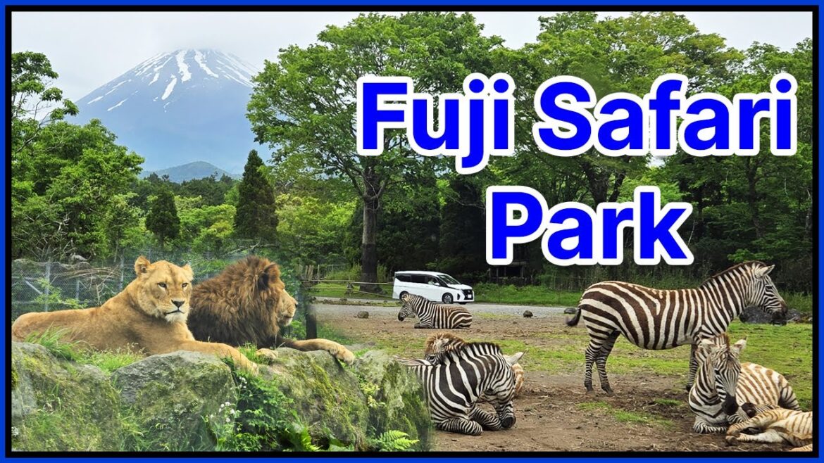 Fuji Safari Park, Japan (富士サファリパーク) | Wild Safari Adventure near Mount Fuji Fuji Safari Park, Japan (富士サファリパーク) | Wild Safari Adventure near Mount Fuji