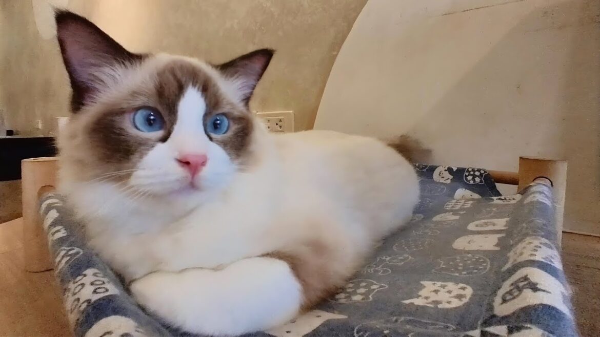 Visiting Vietnam’s Lovely Cat Cafe / GEISHA CAT CAFE Visiting Vietnam's Lovely Cat Cafe / GEISHA CAT CAFE