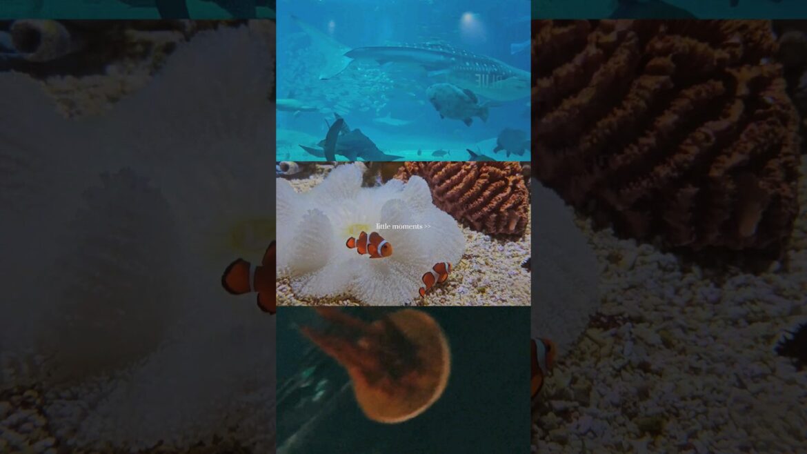 Osaka Aquarium Kaiyukan 😫✨️✨️#osaka #osakaaquarium #japanesefood Osaka Aquarium Kaiyukan 😫✨️✨️#osaka #osakaaquarium #japanesefood