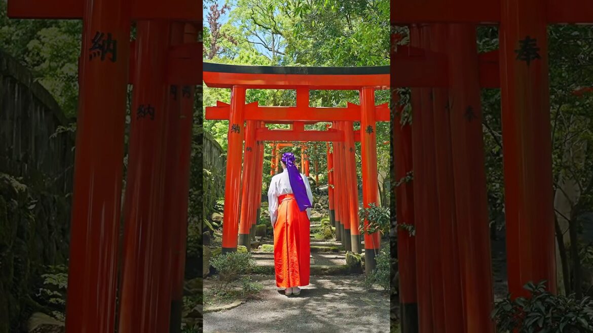 Fox Shrine Mountain Hike. Kagoshima Japan. #japan #adventure #watercolorpainting Fox Shrine Mountain Hike. Kagoshima Japan. #japan #adventure #watercolorpainting